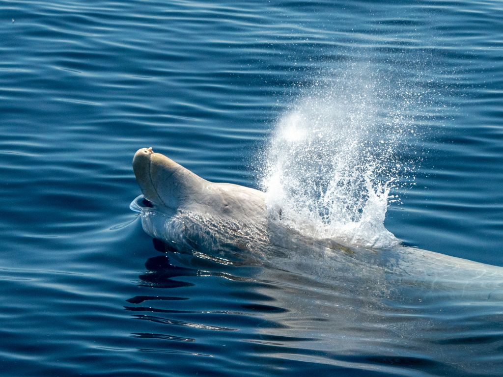 Ziphius - Baleine à bec de Cuvier