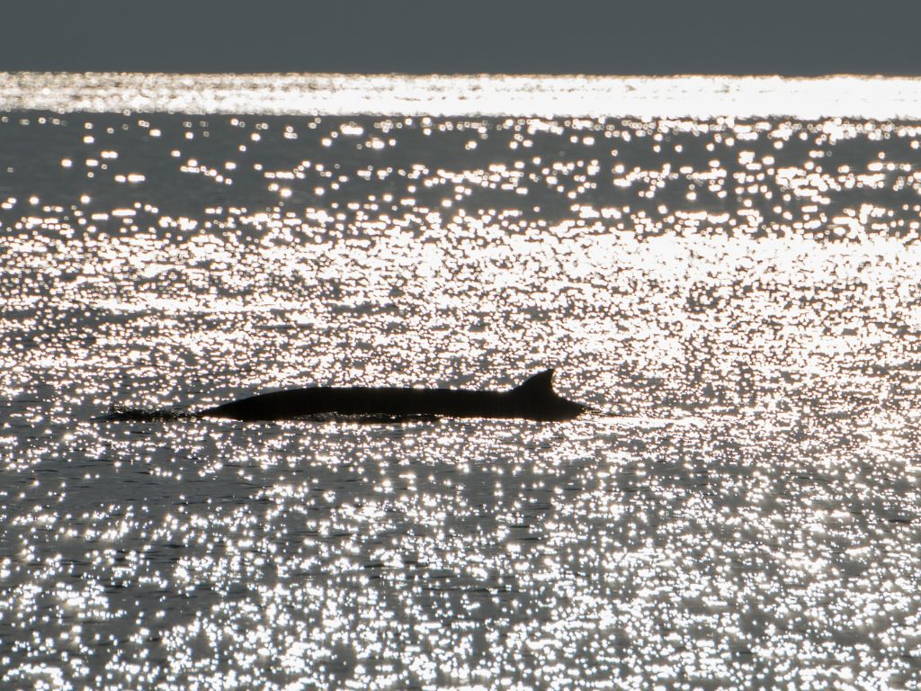 Ziphius - Baleine à bec de Cuvier