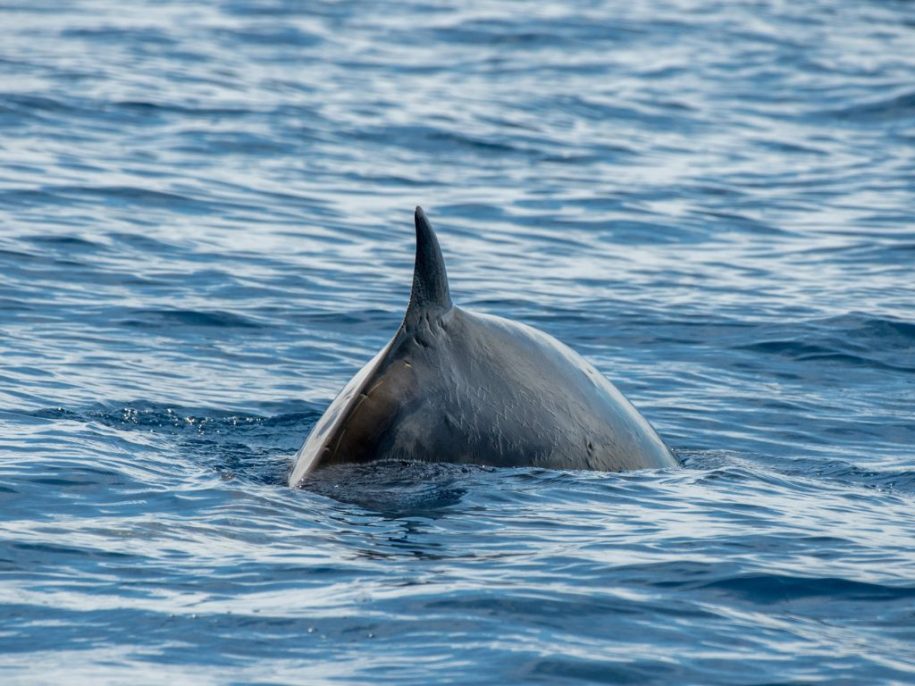Ziphius - Baleine à bec de Cuvier