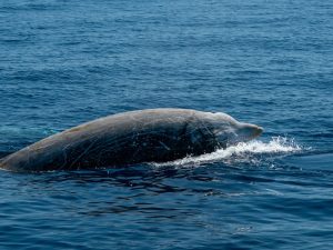 Ziphius - Ziphius cavirostris