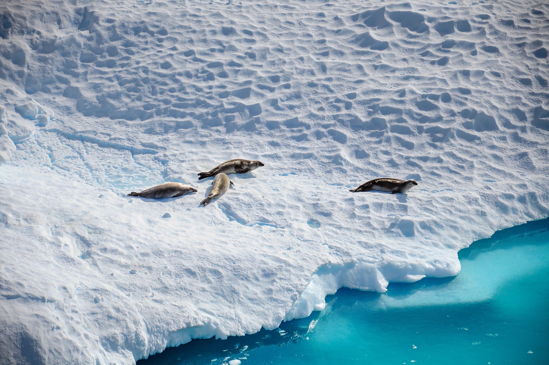 destination Antarctique - Expédition naturaliste - banquise et phoques