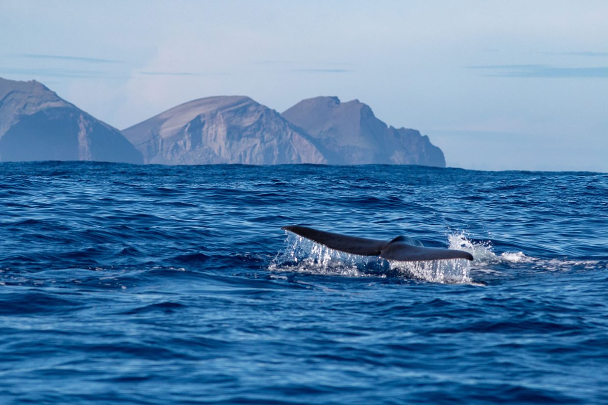 Cachalot - Physeter macrocephalus - Voyage naturaliste à Faial et Pico - Cétacés, oiseaux marins et volcans -observer les cétacés aux Açores - îles de Pico et Faial