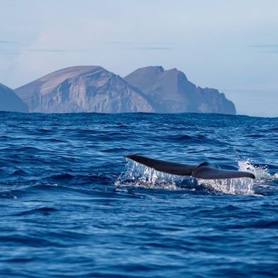Expédition naturaliste - cétacés, oiseaux marins et volcans de Faial, Açores - cachalot