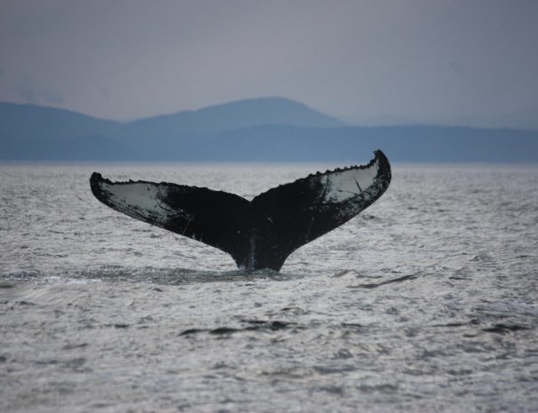 expédition scientifique - Tadoussac - Québec - Baleines à bosse