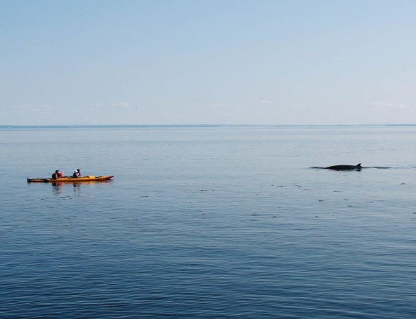 expédition scientifique - Tadoussac - Québec - Baleines et kayak