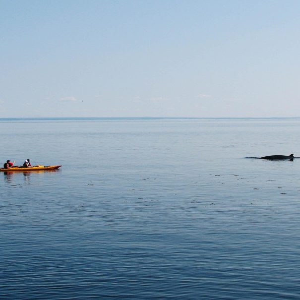 expédition scientifique - Tadoussac - Québec - Baleines et kayak