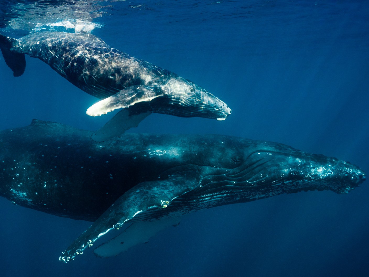 guadeloupe - Observer les cétacés en Guadeloupe - baleines à bosse