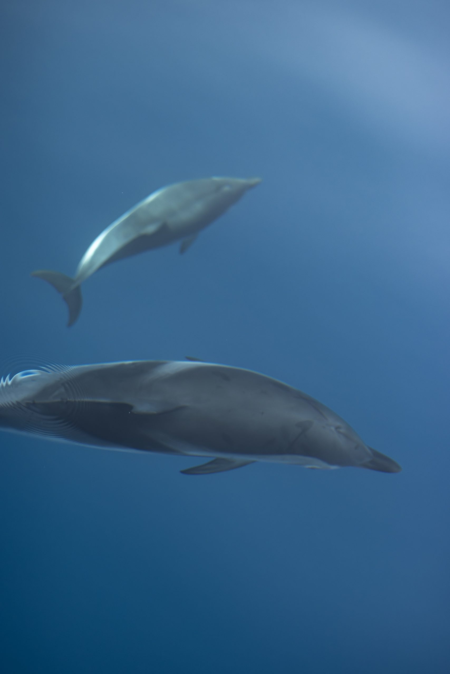 Observer des cétacés en Méditerranée - dauphins bleu et blanc dans le sanctuaire Pélagos