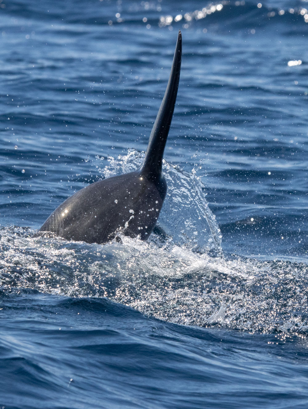 observer les cétacés aux Açores - conditions de terrain
