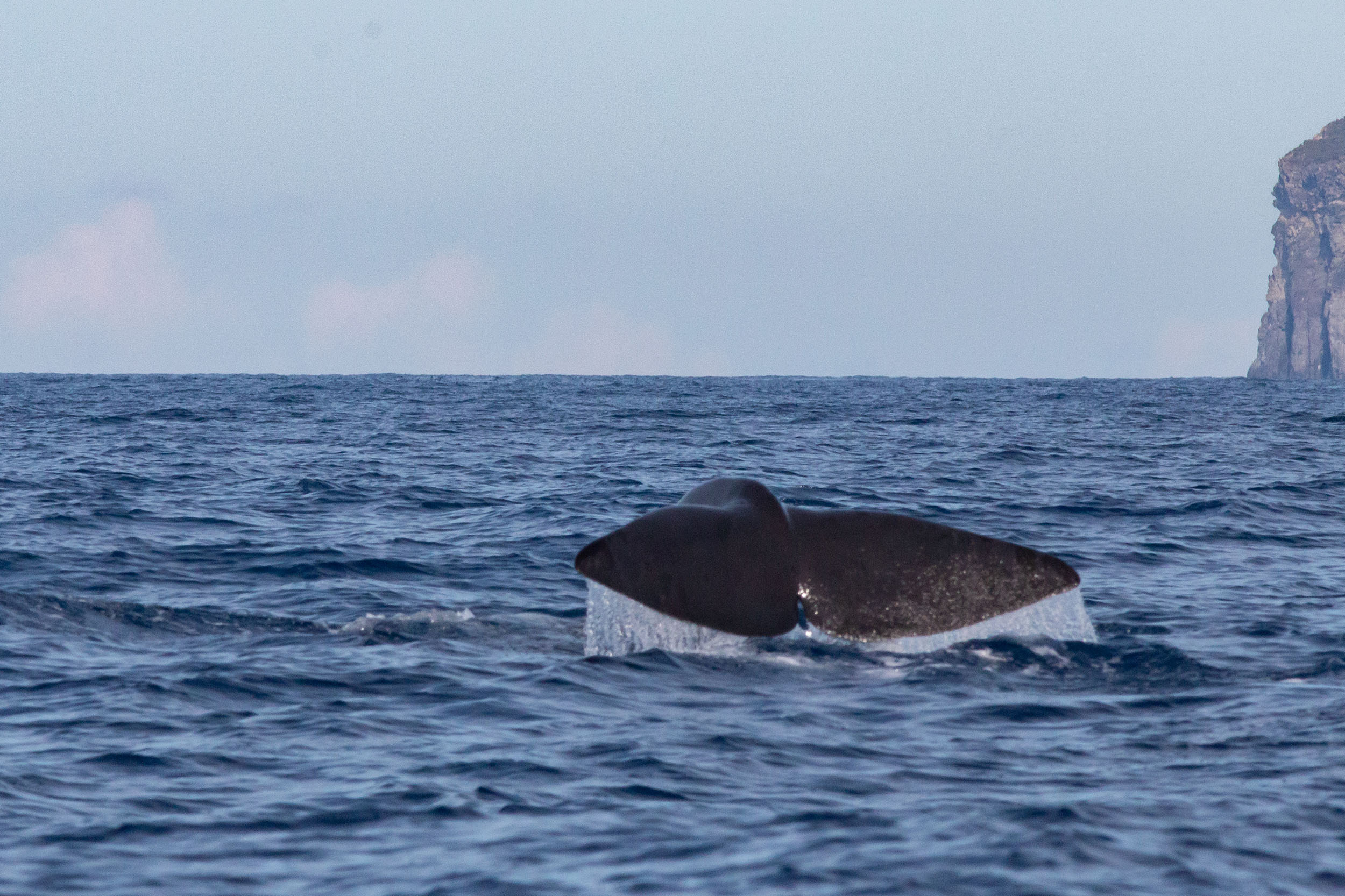 Voyage naturaliste à Faial et Pico - Cétacés, oiseaux marins et volcans -observer les cétacés aux Açores - îles de Pico et Faial - Cachalot