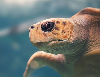 observer les cétacés en Guadeloupe - écosystèmes - corail - herbier - tortue marine