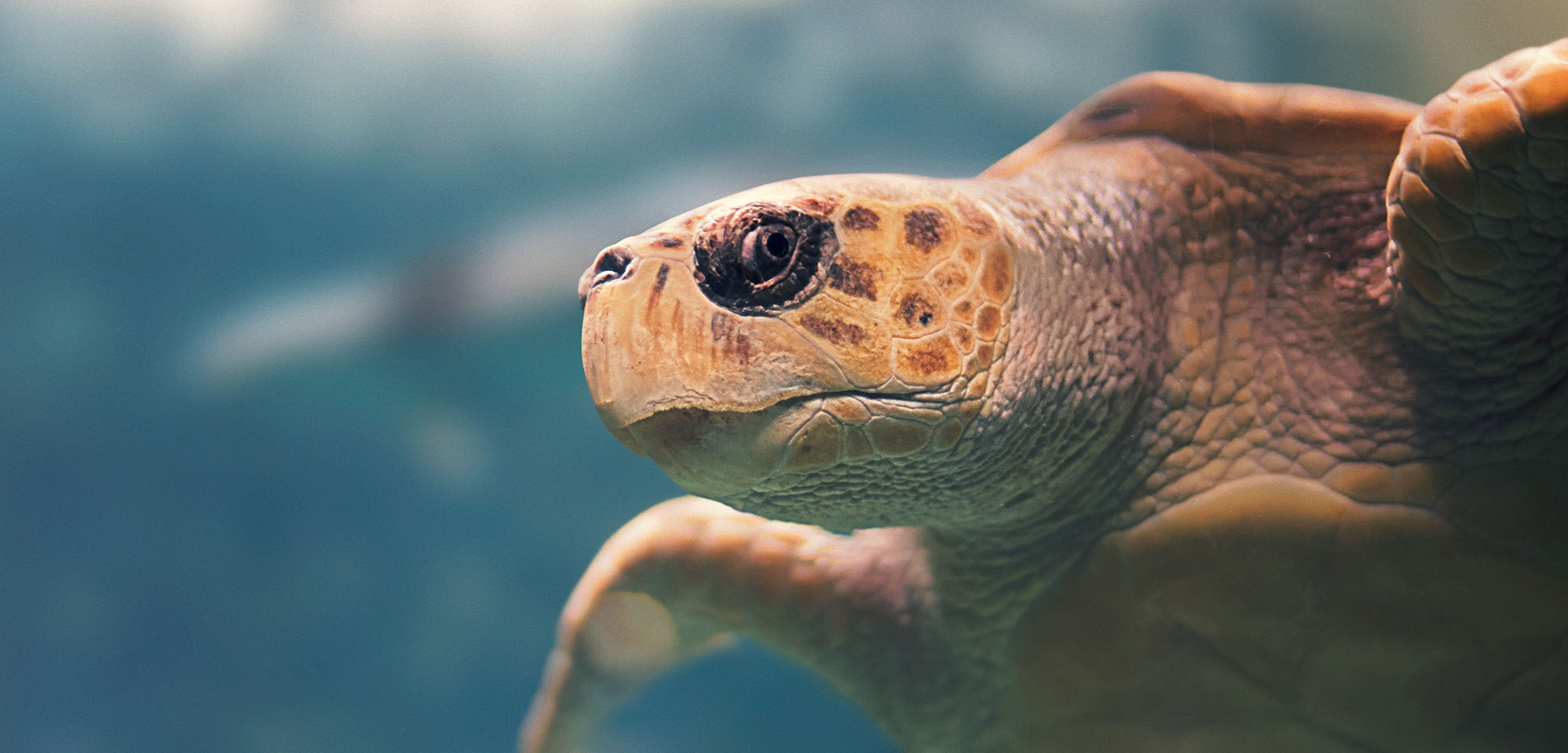 observer les cétacés en Guadeloupe - écosystèmes - corail - herbier - tortue marine