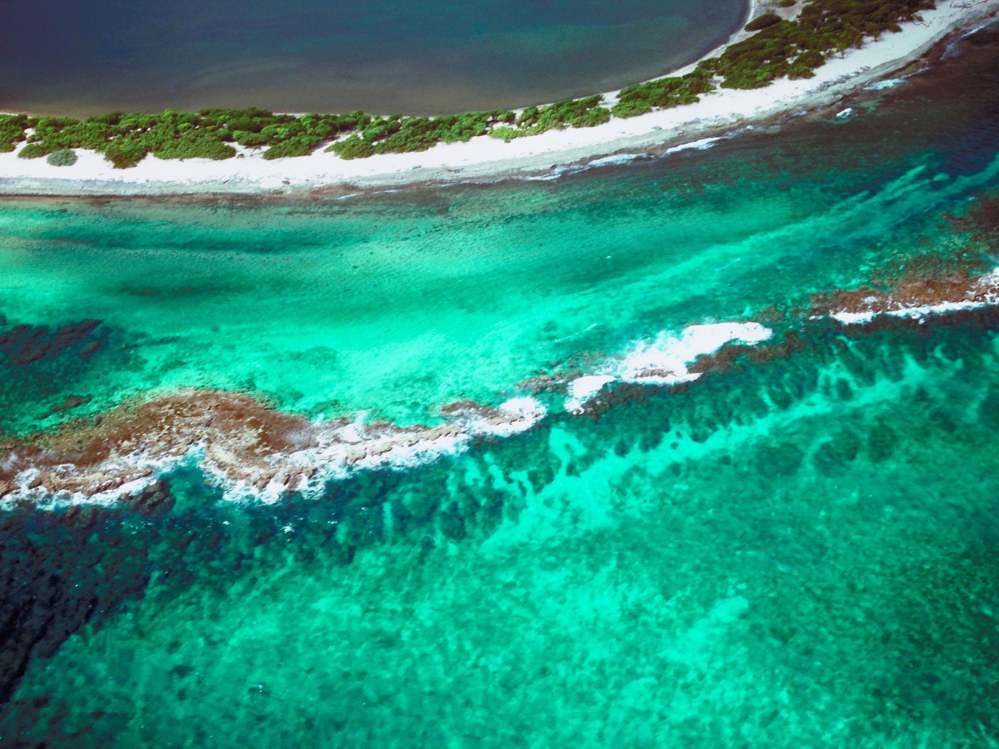 observer les cétacés en Guadeloupe - écosystèmes - corail - mangroves - milieux pélagiques