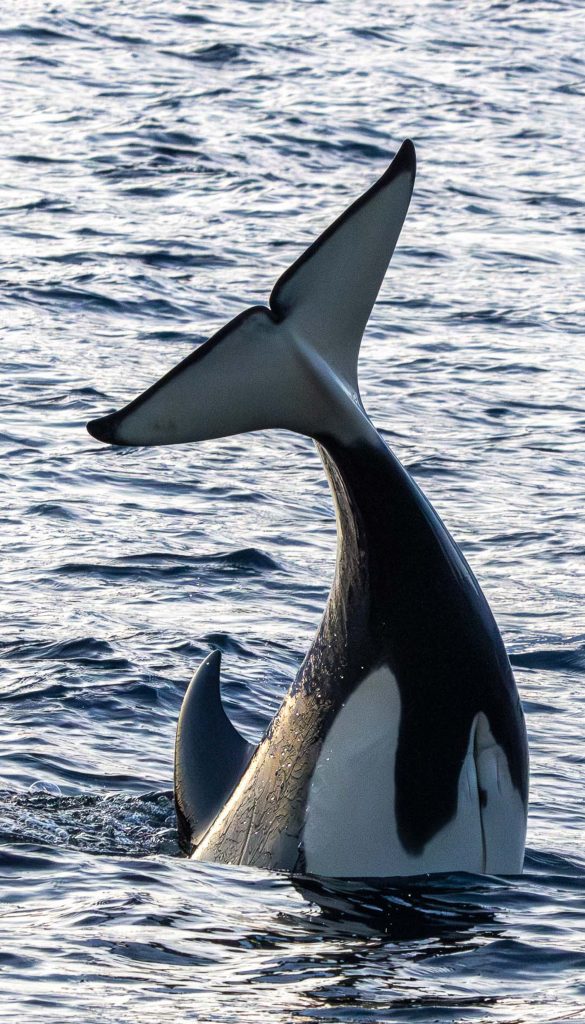 observer les cétacés en Norvège Arctique - comportement - chasse - orque