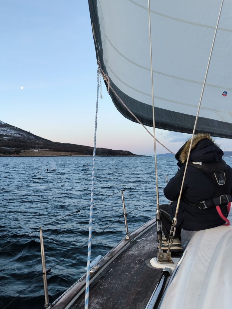 observer les cétacés en Norvège arctique - Immersion scientifique en voilier