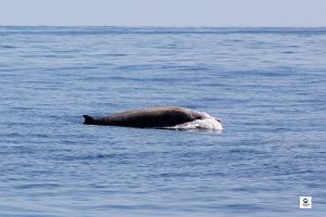 Baleine à bec de cuvier - Ziphius cavirostris - Observer les cétacés au Pays basque - espèces - Copyright Explore ocean