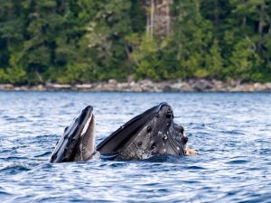 Baleine à bosse - Megaptera Novaeangliae -Observer les cétacés au Québec