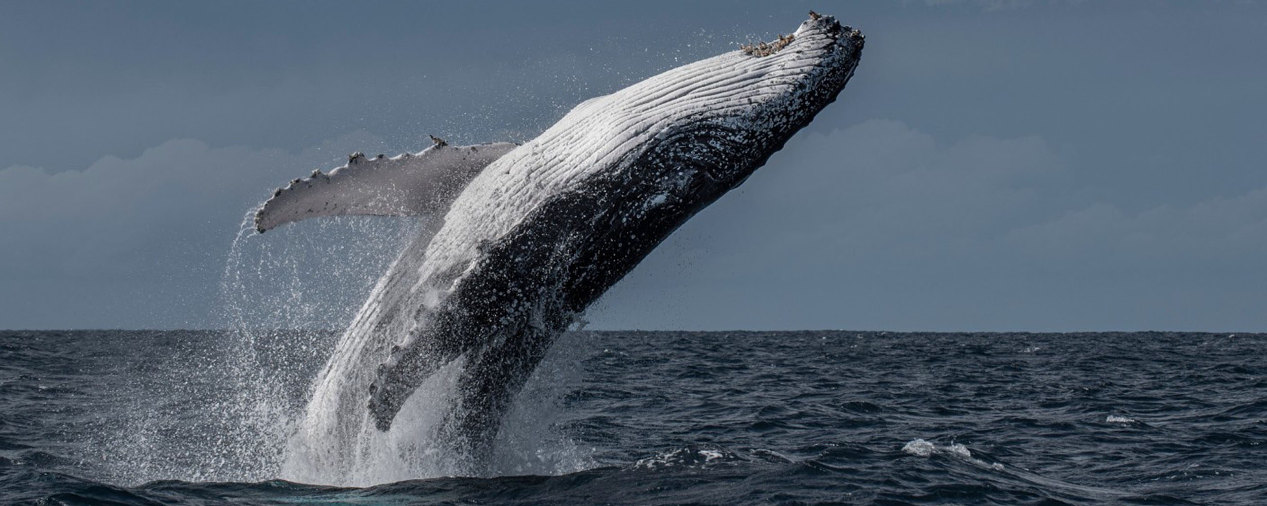 Baleine à bosse - Megaptera novaeangliae - Observer les cétacés au Cap-Vert - comportement