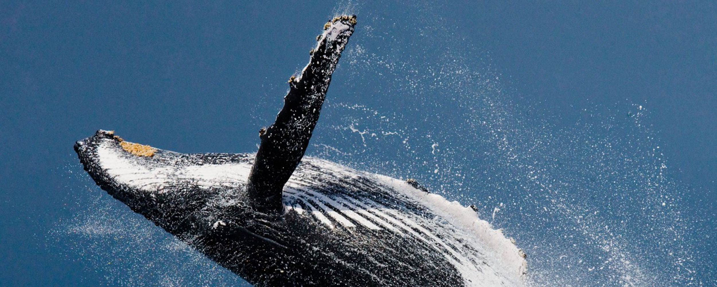 Baleine à bosse - Megaptera novaeangliae - Observer les cétacés au Cap-Vert - écosystèmes