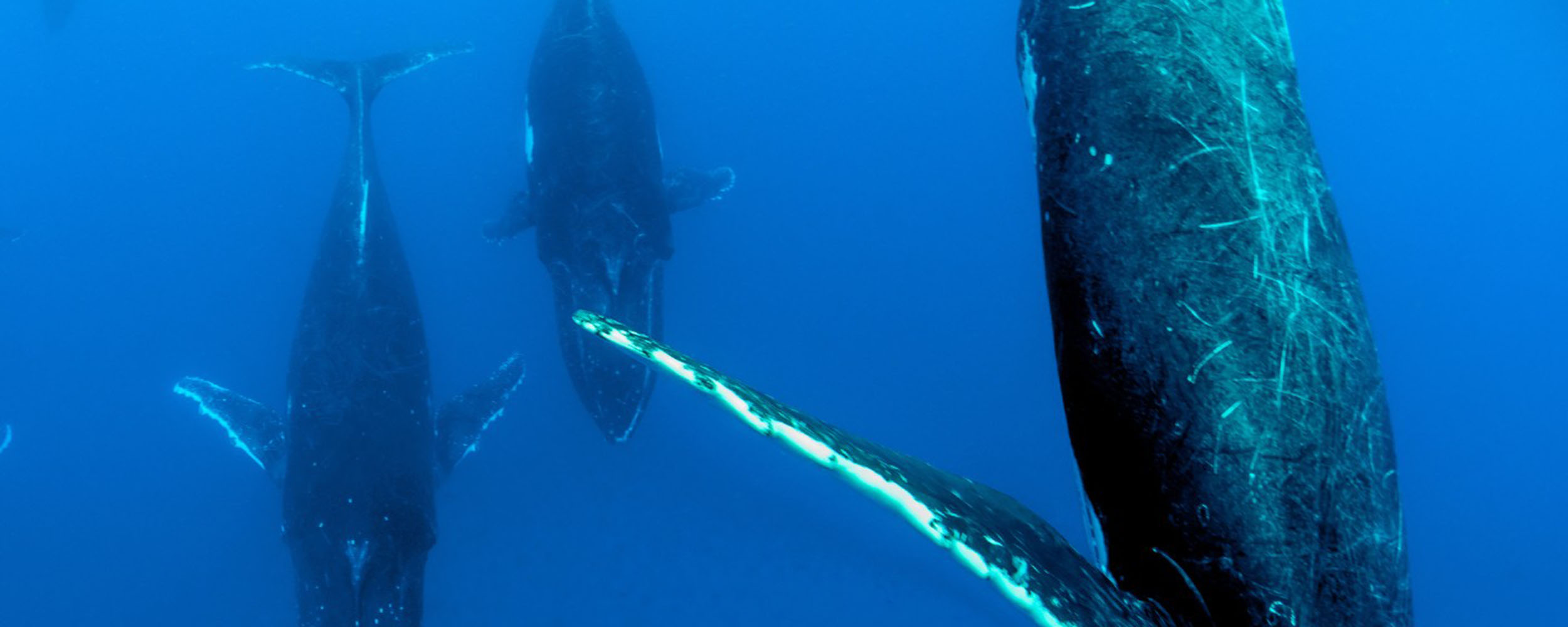 Baleine à bosse - Megaptera novaeangliae - Observer les cétacés au Cap-Vert - que vient on observer
