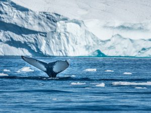 Baleine à bosse - Megaptera novaeangliae - Observer les cétacés en arctique
