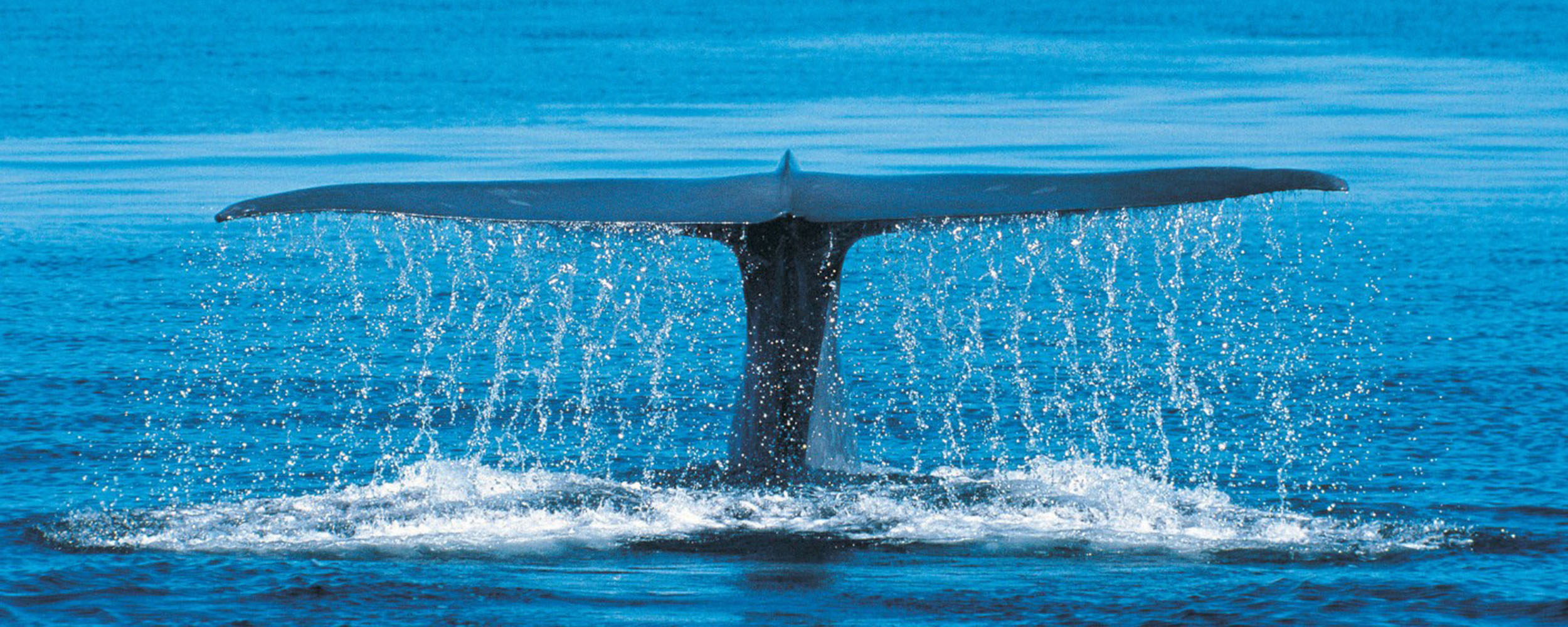 Baleine bleue - Balaenoptera musculus - Observer les cétacés au Québec - Comportement