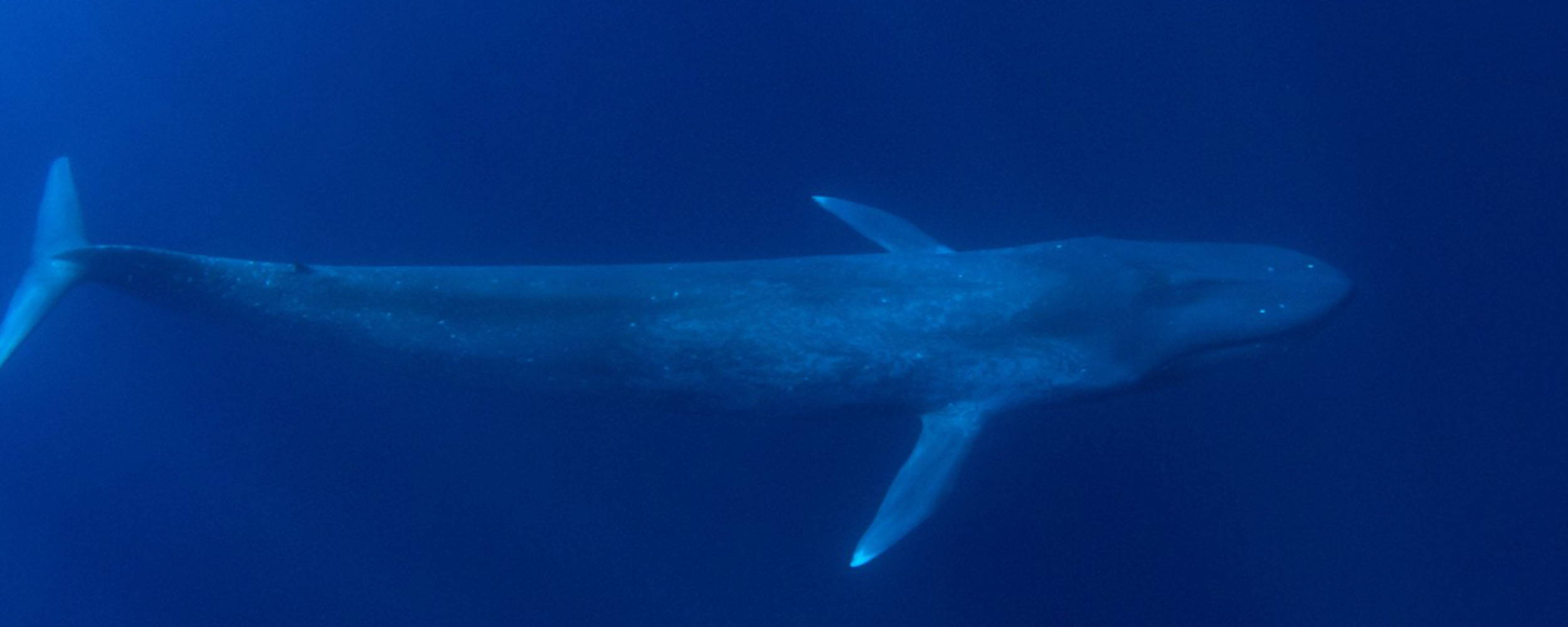 Baleine bleue - Balaenoptera musculus - Observer les cétacés au Québec - écosystèmes du Saint Laurent