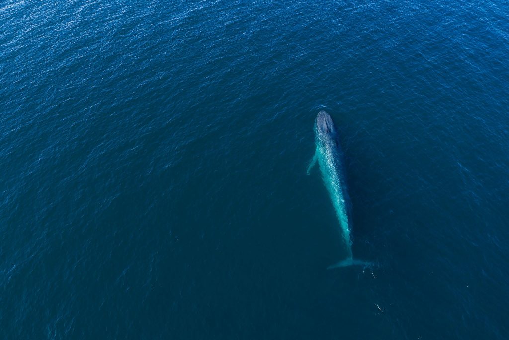Baleine bleue - Balaenoptera musculus - Observer les cétacés en Arctique - comportement