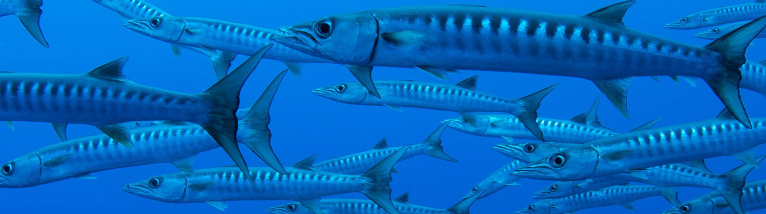 Barracuda - écosystèmes - Plongée - Observer les cétacés à Tenerife - Canaries - Atlantique