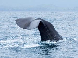 Cachalot - Physeter macrocephalus - Observer les cétacés au Cap-Vert