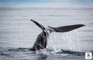 Cachalot - Physeter macrocephalus - Observer les cétacés au Pays basque - espèces - Copyright Explore ocean
