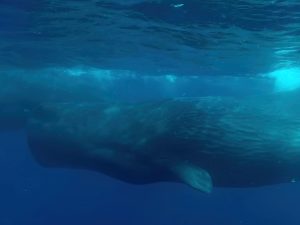 Cachalot - Physeter macrocephalus - Observer les cétacés en arctique - espèce