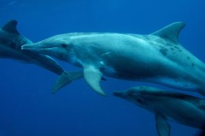 Dauphin à bec étroit - Steno Bredanensis - Observer les cétacés au Cap-Vert