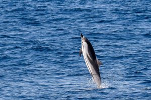 Dauphin bleu et blanc - Stenella coeruleoalba - Observer les cétacés au Pays Basque - espèce observable - Copyright Explore ocean