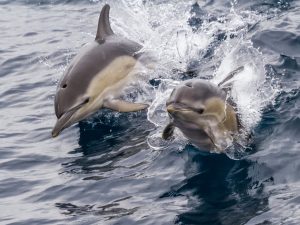 Dauphin commun - Delphinus delphis - Observer les cétacés à Tenerife - Canaries - Atlantique