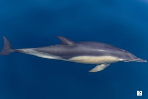 Dauphin commun - Delphinus delphis - Observer les cétacés au Pays basque - espèces observables - Copyright Explore ocean