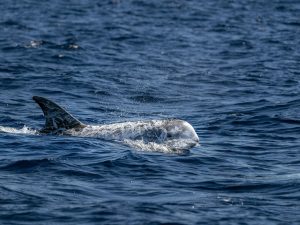 Dauphin de Risso - Grampus griseus - Observer les cétacés à Tenerife - Canaries - Atlantique