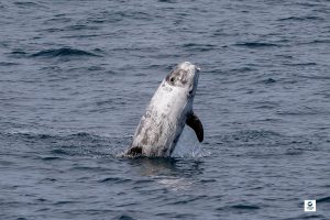 Dauphin de Risso - Grampus griseus - Observer les cétacés au Pays Basque - espèces observables - Copyright Explore ocean