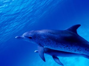 Dauphin tacheté de l'Atlantique - Stenella frontalis - Observer les cétacés au Cap-Vert