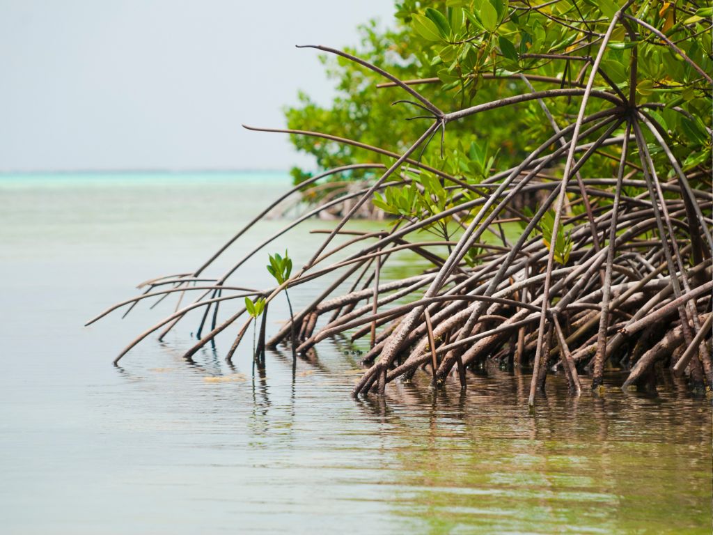 écosystèmes de Mangrove - Cara¨bes - article scientifiques - Actu