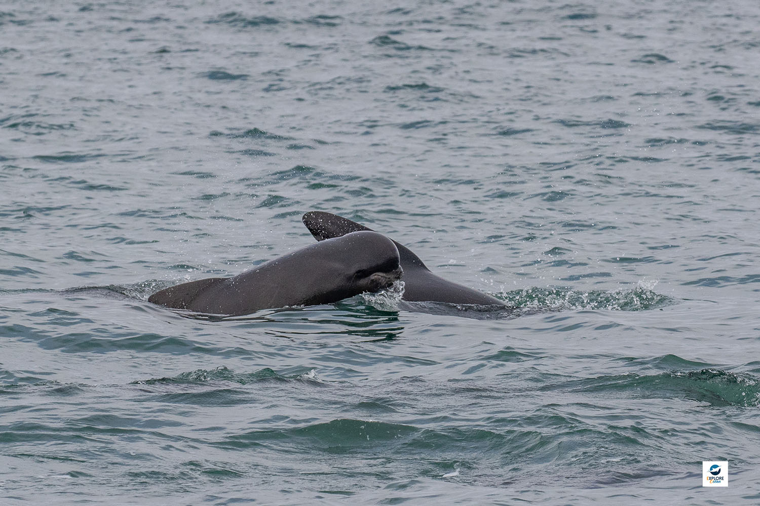Globicéphale noire - Globicephala melas - Observer les cétacés au Pays basque - comportement reproduction intéractions sociales - Copyright Explore ocean