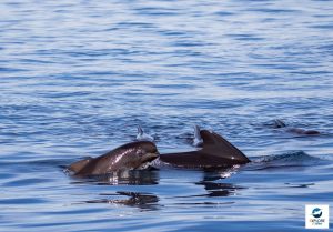 Globicéphale noire - Globicephala melas - Observer les cétacés au Pays basque - comportement reproduction - Copyright Explore ocean