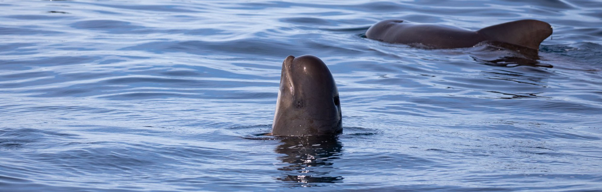 Globicéphale noire - Globicephala melas - Observer les cétacés au Pays basque - comportement spy hoping - Copyright Explore ocean