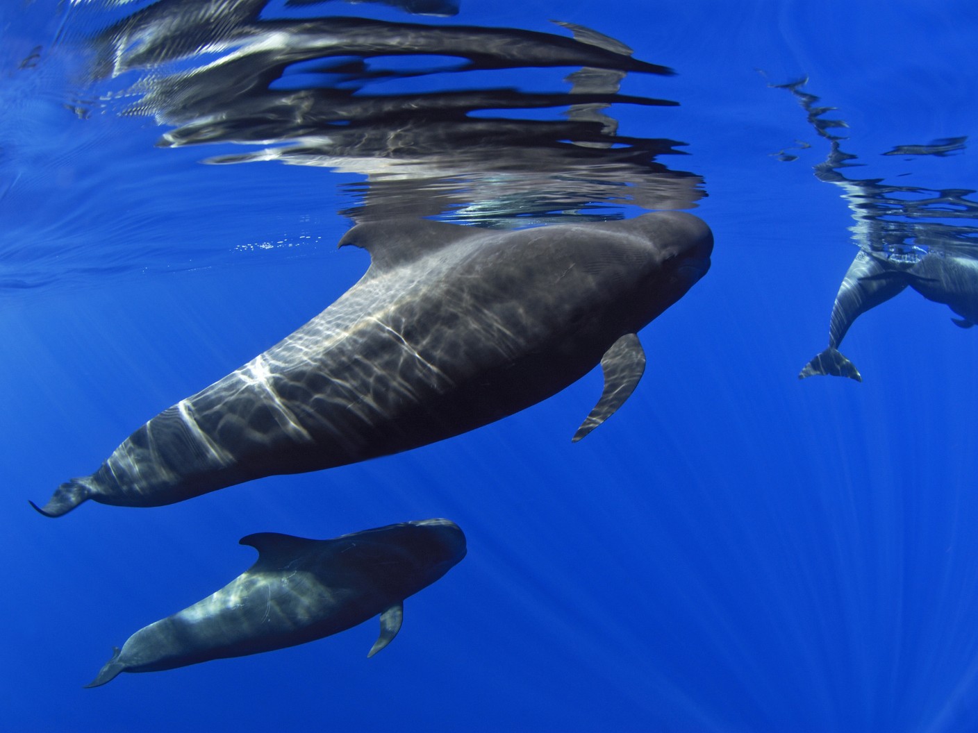 Globicéphale tropical - Globicephala macrorhynchus - Observer les cétacés à Tenerife - Canaries - Atlantique