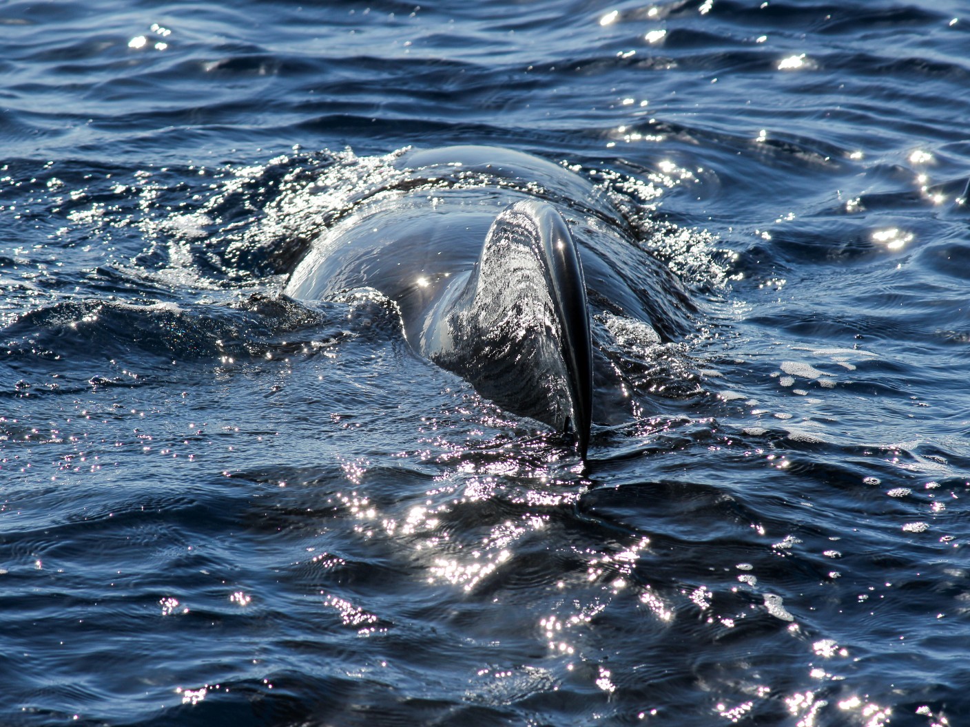Globicéphale tropical - Globicephala macrorhynchus - Observer les cétacés à Tenerife - Canaries - Atlantique