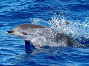 Grand dauphin - Tursiops truncatus - Observer les cétacés à Tenerife - Canaries - Atlantique