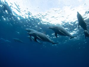 Grand dauphin - Tursiops truncatus - Observer les cétacés au Cap-Vert