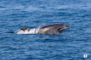 Grand dauphin - Tursiops truncatus - Observer les cétacés au Pays Basque - comportement - Copyright Explore ocean