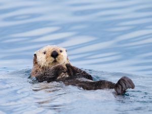 Loutre - Enhydra lutris - Observer les cétacés en Colombie Britannique - Canada
