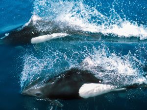 Marsouin de Dall - Phocoenoides dalli - Observer les cétacés en Colombie Britannique - Canada